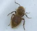 Sphaeropthalma edwardsii - photo 3