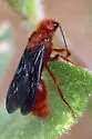 Sphaeropthalma edwardsii - photo 4