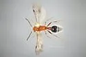 Sphaeropthalma facilis