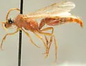 Sphaeropthalma helicaon