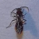 Sphaeropthalma imperialis
