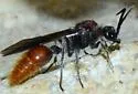 Sphaeropthalma imperialis - photo 2