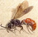 Sphaeropthalma imperialis - photo 3