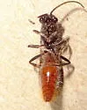 Sphaeropthalma imperialis - photo 4