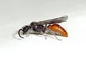 Sphaeropthalma imperialis - photo 5