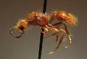 Sphaeropthalma luiseno