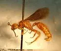 Sphaeropthalma luiseno - photo 2