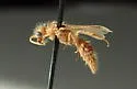 Sphaeropthalma macswaini