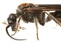 Sphaeropthalma marpesia - photo 2