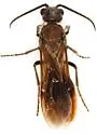 Sphaeropthalma marpesia - photo 4