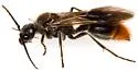 Sphaeropthalma marpesia - photo 5