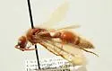 Sphaeropthalma megagnathos