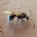 Sphaeropthalma mendica