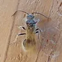 Sphaeropthalma mendica - photo 2