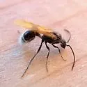 Sphaeropthalma mendica - photo 3