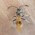 Sphaeropthalma mendica - photo 4