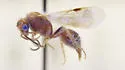 Sphaeropthalma noctivaga
