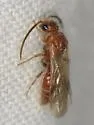 Sphaeropthalma noctivaga - photo 2