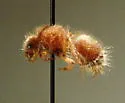 Sphaeropthalma orestes