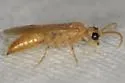 Sphaeropthalma pallida