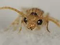 Sphaeropthalma pallida - photo 2