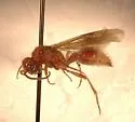 Sphaeropthalma parapenalis