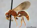 Sphaeropthalma pateli