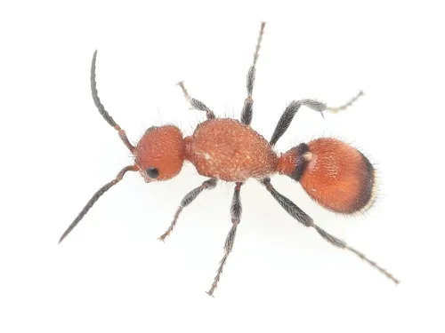 Sphaeropthalma pensylvanica