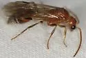 Sphaeropthalma pinalea