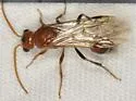 Sphaeropthalma pinalea - photo 2
