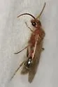 Sphaeropthalma pluto - Sphaeropthalma pluto