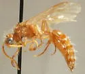 Sphaeropthalma triangularis - Sphaeropthalma triangularis