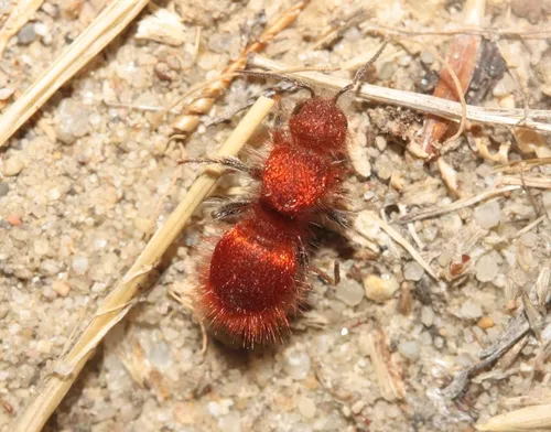 Sphaeropthalma unicolor - photo 2