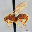 Sphaeropthalma uvaldella