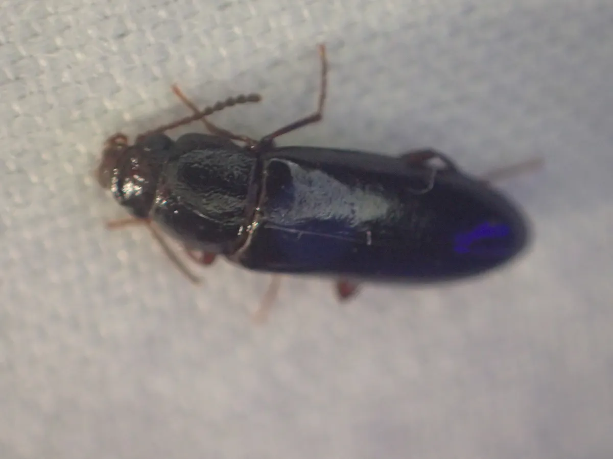 Sphalma quadricollis - photo 2