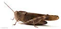 Boll's Grasshopper