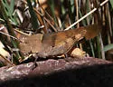 Boll's Grasshopper - photo 3