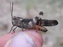Boll's Grasshopper - photo 4