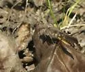 Boll's Grasshopper - photo 5