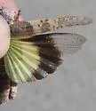 Campestral Grasshopper - photo 2