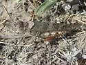 Campestral Grasshopper - photo 4