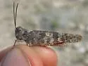 Campestral Grasshopper - photo 5