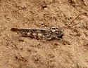 Mottled Sand Grasshopper