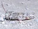 Mottled Sand Grasshopper - photo 3
