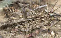 Mottled Sand Grasshopper - photo 4