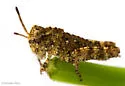 Mottled Sand Grasshopper - photo 5