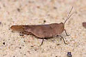 Crepitating Grasshopper - photo 2
