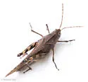 Crepitating Grasshopper - photo 3