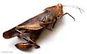 Crepitating Grasshopper - photo 4