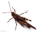 Crepitating Grasshopper - photo 5
